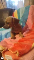 Isabell, a female Chiweenie for sale in Fair Play, SC – 1 of 6