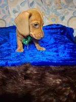 Red Foxx, a male Miniature Dachshund for sale in Fair Play, SC – 6 of 10