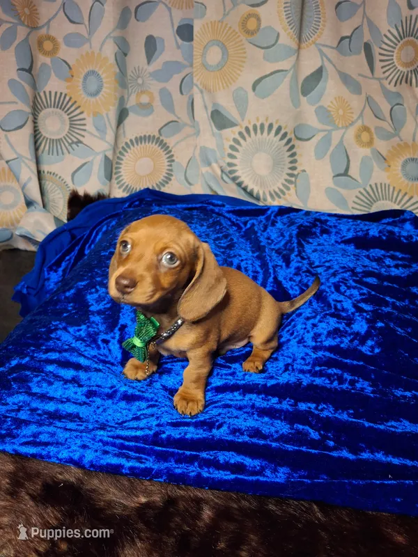 Red Foxx – Miniature Dachshund puppy for sale in Fair Play, SC