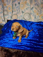 Red Foxx, a male Miniature Dachshund for sale in Fair Play, SC – 1 of 10