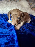 Speckled Bean, a male Miniature Dachshund for sale in Fair Play, SC – 5 of 7