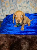 Red Foxx, a male Miniature Dachshund for sale in Fair Play, SC – 7 of 10