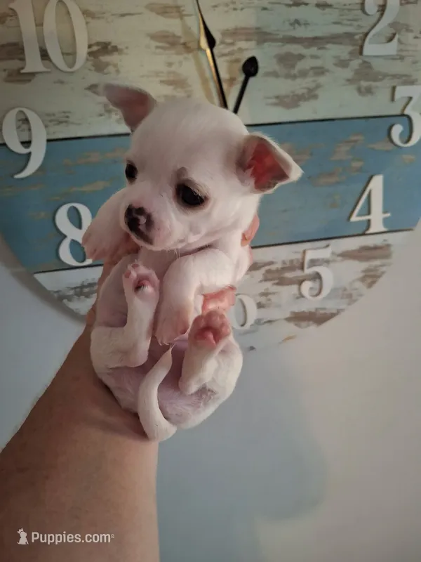 Binno – Chihuahua puppy for sale in Fair Play, SC