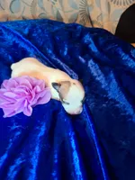 Pinta, a female Chihuahua for sale in Fair Play, SC – 4 of 4