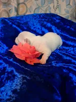 Lily, a female Chihuahua for sale in Fair Play, SC – 3 of 3
