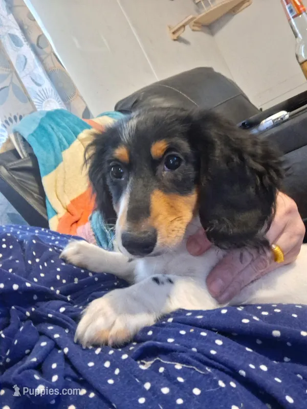 Andy – Miniature Dachshund puppy for sale in Fair Play, SC