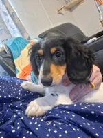 Andy, a male Miniature Dachshund for sale in Fair Play, SC – 1 of 9