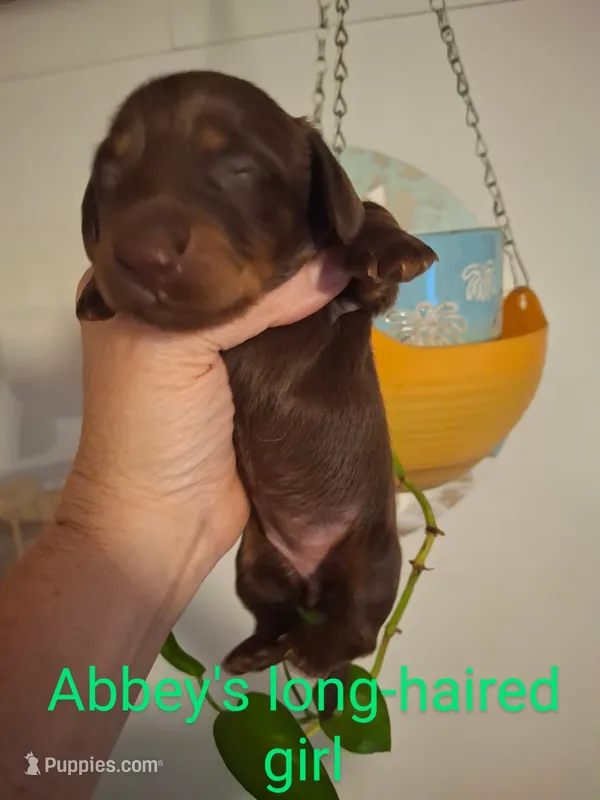 Mini Dachshund Pup 3 – Miniature Dachshund puppy for sale in Fair Play, SC