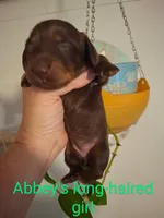 Frannie, a female Miniature Dachshund for sale in Fair Play, SC – 2 of 3