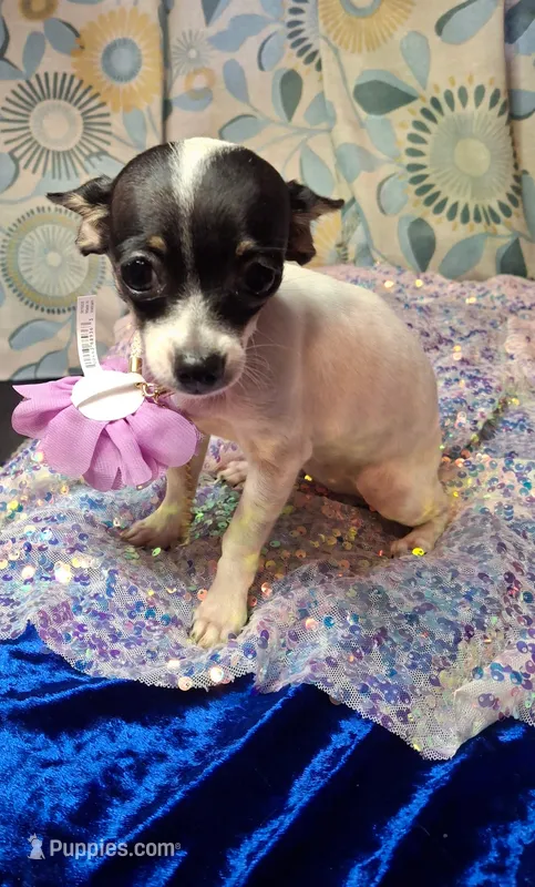 Pixie – Chihuahua puppy for sale in Fair Play, SC