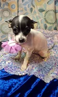 Pixie, a female Chihuahua for sale in Fair Play, SC – 1 of 9