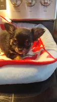 Mirta, a female Chihuahua for sale in Fair Play, SC – Photo 3 of 5
