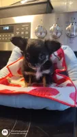 Mirta, a female Chihuahua for sale in Fair Play, SC – Photo 2 of 5