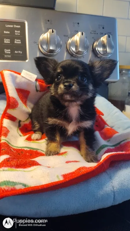 Mirta, a female Chihuahua for sale in Fair Play, SC – Photo 1 of 5