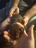 Rosie's 4, a female Miniature Dachshund for sale in Fair Play, SC – 1 of 1