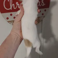 Hansel CKC, a male Chihuahua for sale in Fair Play, SC – Photo 5 of 6