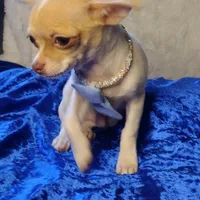 Hansel CKC, a male Chihuahua for sale in Fair Play, SC – Photo 2 of 6