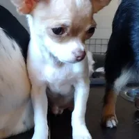 Hansel CKC, a male Chihuahua for sale in Fair Play, SC – Photo 6 of 6