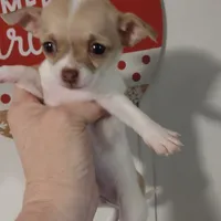 Hansel CKC, a male Chihuahua for sale in Fair Play, SC – Photo 4 of 6