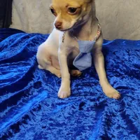 Hansel CKC, a male Chihuahua for sale in Fair Play, SC – Photo 3 of 6