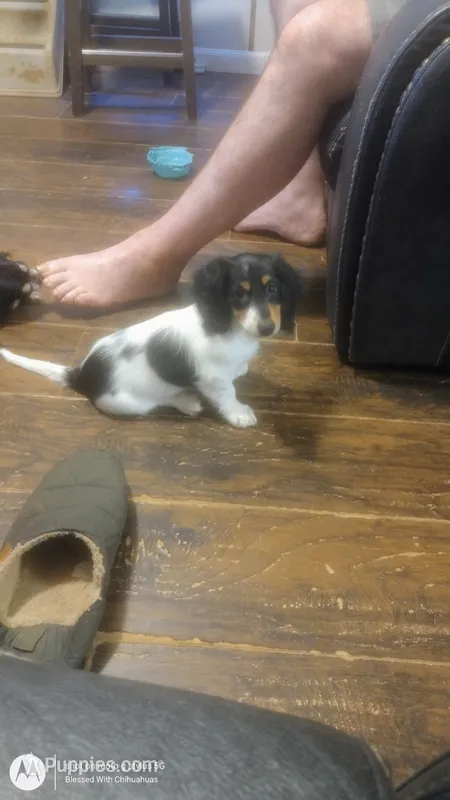 Andy – Miniature Dachshund puppy for sale in Fair Play, SC