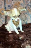 Sammy, a male Chihuahua for sale in Fair Play, SC – 10 of 10