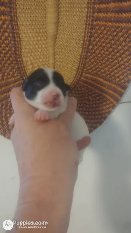 Puppy 2 – Chihuahua puppy for sale in Fair Play, SC