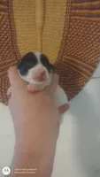 Puppy 2, a female Chihuahua for sale in Fair Play, SC – 6 of 7