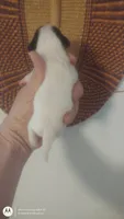 Puppy 2, a female Chihuahua for sale in Fair Play, SC – 7 of 7