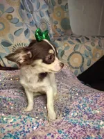 Ruthie , a female Chihuahua for sale in Fair Play, SC – 4 of 9