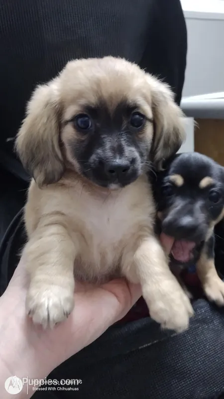 Melody  – Chiweenie puppy on hold in Fair Play, SC