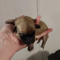 Melody , a female Chiweenie for sale in Fair Play, SC – Photo 2 of 2