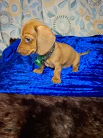 Red Foxx, a male Miniature Dachshund for sale in Fair Play, SC – 8 of 10