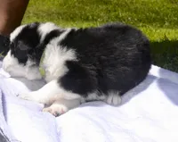 Buddy, a male German Shepherd Dog for sale in Blakeslee, PA – 2 of 3