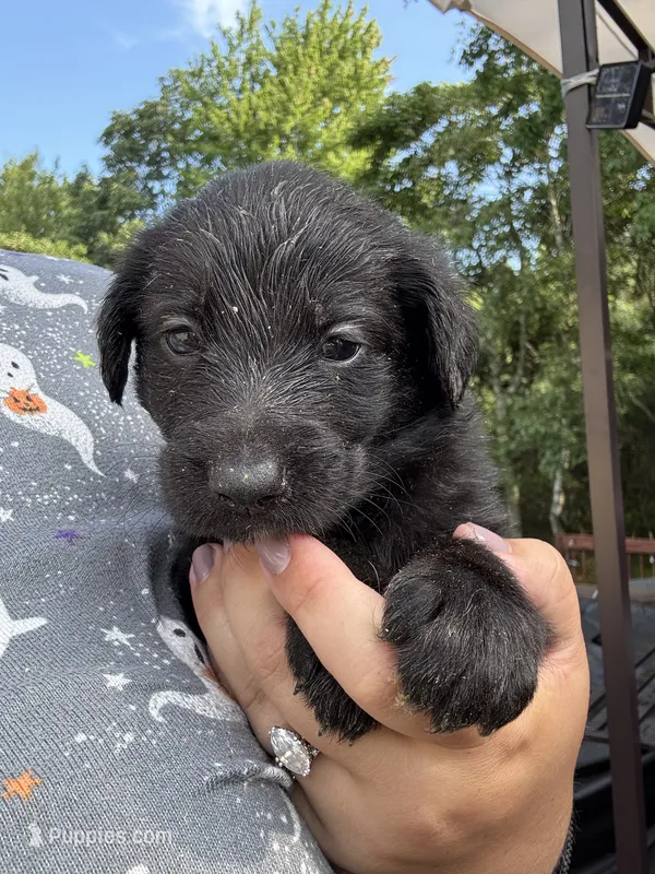 Joise – Shepadoodle puppy for sale in Blakeslee, PA