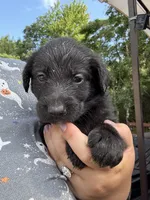 Joise, a female Shepadoodle for sale in Blakeslee, PA – 1 of 2