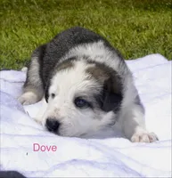 Dove, a female German Shepherd Dog for sale in Blakeslee, PA – 1 of 3