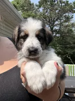 Rooster, a male German Shepherd Dog and Shepadoodle for sale in Blakeslee, PA – 2 of 5