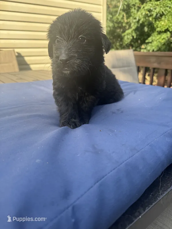Ember – Shepadoodle puppy for sale in Blakeslee, PA