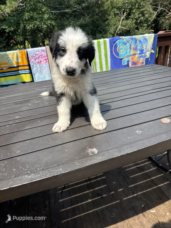 Buddy – German Shepherd Dog, Shepadoodle puppy for sale in Blakeslee, PA