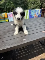 Buddy, a male German Shepherd Dog and Shepadoodle for sale in Blakeslee, PA – 1 of 5
