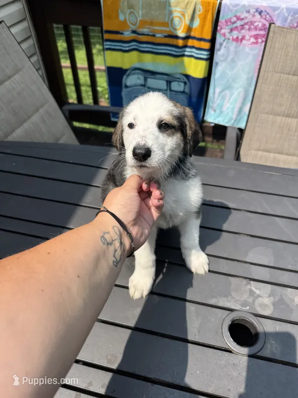 Dove – German Shepherd Dog, Shepadoodle puppy for sale in Blakeslee, PA