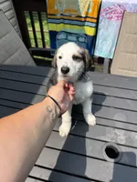 Dove, a female German Shepherd Dog and Shepadoodle for sale in Blakeslee, PA – 1 of 6