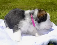 Dove, a female German Shepherd Dog for sale in Blakeslee, PA – 3 of 3