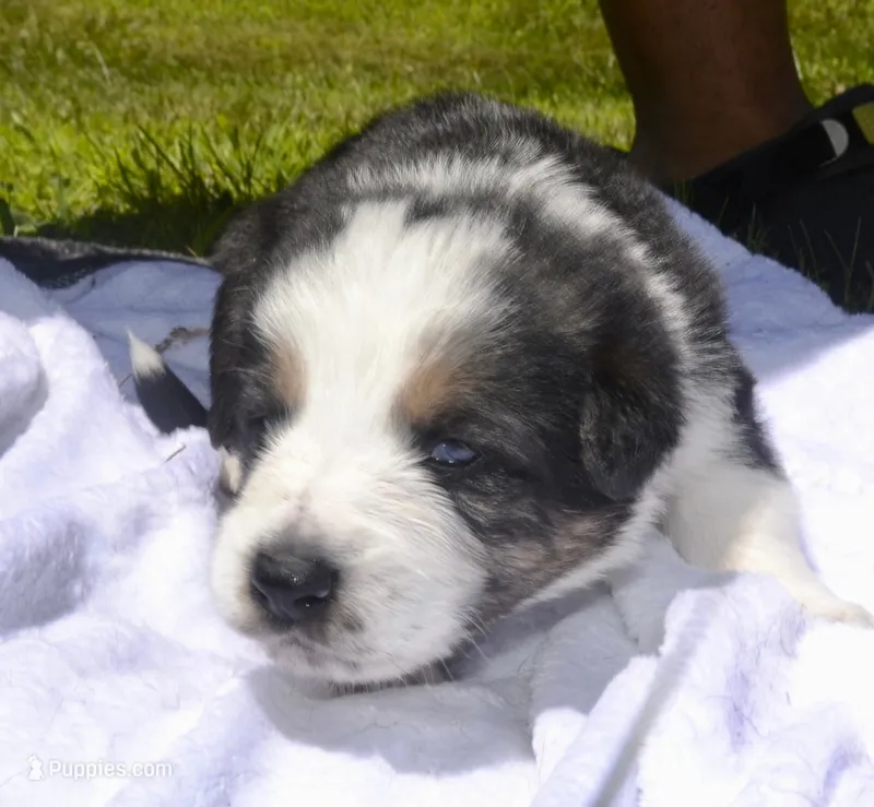 Rooster – German Shepherd Dog puppy for sale in Blakeslee, PA