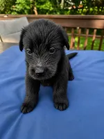 Dakota , a male Shepadoodle for sale in Blakeslee, PA – 2 of 2