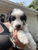 Buddy, a male German Shepherd Dog and Shepadoodle for sale in Blakeslee, PA – 2 of 5