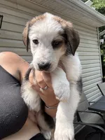 Dove, a female German Shepherd Dog and Shepadoodle for sale in Blakeslee, PA – 3 of 6