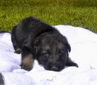 Violet , a female German Shepherd Dog for sale in Blakeslee, PA – 2 of 2