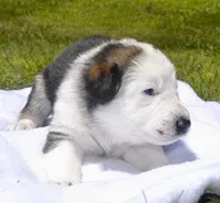 Dove, a female German Shepherd Dog for sale in Blakeslee, PA – 2 of 3